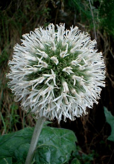 Echinops sphaerocephalus